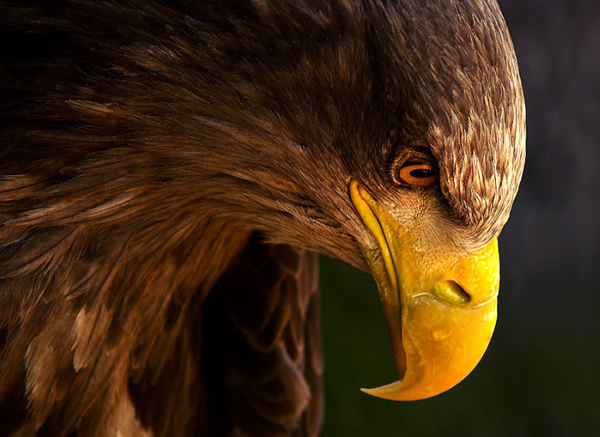 35 Увлекательных фотографий самых разных птиц 